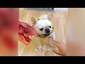 🤣 A fun day with adorable cat actions 🤣🐕 Best Funny Animal Videos 🙀