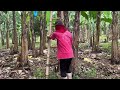 PANAMA DISEASE IN LAKATAN BANANA❗️❗️Ano ang sanhi at paano Ito ma prevent & control... Part I