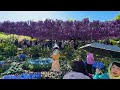 Blue Sky and Full Bloom Wisteria.青空と満開の藤 Ashikaga Flower Park 2024. #4khdr
