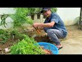 Breakthrough Growing Carrots On 3 Layers, Secret To Fast Growth, Completely Organic!