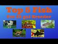 Top five fish for 55 gallon aquarium