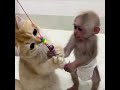 cute monkey :: care