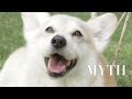 Meet the Queen's Royal Corgis | Vanity Fair