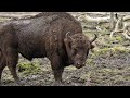 The Controversy Surrounding The Bison Introduction Into England 🏴󠁧󠁢󠁥󠁮󠁧󠁿 🦬