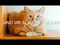 Episode 2 Cat story
