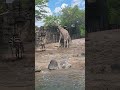 ZEBRAS & GIRAFFES 🦒 @lincolnparkzoo 🦓