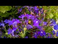 Windowbox Flowers & A Busy Bee !