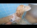 水中から見た愛犬達の顔がブサかわ過ぎましたww