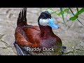 All Duck Breeds A to Z | 50 Duck Breeds | All Duck Species | Types of Ducks | All Types of Duck