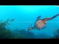 The Weedy Sea Dragon - Giant Sea Horse