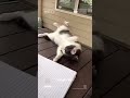 Cat Fail and silly mewments