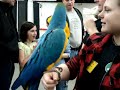 Dancing Macaw