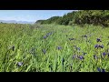 purple iris fields.