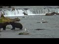 Riffles - Katmai National Park, Alaska 2021 Highlights