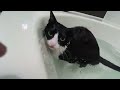 風呂好きになった保護猫が熱さで倒れないようにプールに入れてみた結果