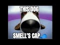 Dog smell's cap 🧢 meme