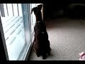 Doberman Puppy Starts to Guard, Voice Starting to Drop