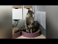 ❤️ Maine Coon in Video: Softness, Elegance and Moments of Relaxation 🐾 V70