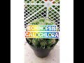 07- KAKTUS USIA 4 TAHUN,,? dikelilingi anak | ECHINOPSIS CALOCHLORA