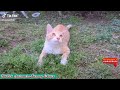 🐱🐶Dancing Bird & more || TikTok Animals-Funny and Cute Channel.🐒🐦