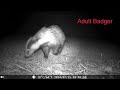 Badgers and Cub 24th July 2024