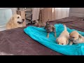 Golden Retriever Meets Puppies for the First Time