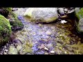 Relaxing Water Sounds - No Birds - 4K Forest Stream for Sleep, Study, Relaxation #nature #whitenoise