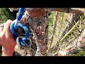 This HUGE Tree Removal Was A Real Challenge - Red Cedar Logging
