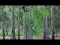 Beautiful Eucalyptus Forest in Tel Aviv. Drone footage 4K. DJI Mini 3 Pro