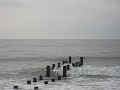 Dolphins at Cape May