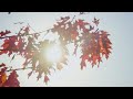 (8K UHD) Autumn in Central Park, New York - Fall Colors of the most Visited Park in the US