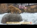 やった！美人イオに赤ちゃんが！美男ライオンのオリトと出会うまでvol.104@旭山動物園/Beautiful Io has a baby! Until I met Orito, lion