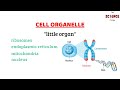 Structure Organization of Cell | Part 1: Overall Structure of Cell | Cell Biology |The Science Funda