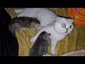 This is what kittens and mom cat do at night