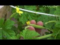 Grow bitter melon on the terrace in used recycling baskets | Growing bitter melon with banana