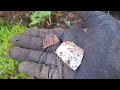 2024 Metal Detecting An 1800s Site Search For Antique Bottles Bottle Digging ©