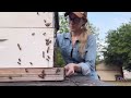 Helping a Huge Hive of Honeybees