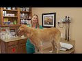 Why Your Dog Smells BAD?? Dr. Lindsay veterinarian explains!