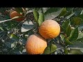 orange garden | fresh orange | orange | orange garden in pakistan | daily khana pakana tips & vlogs