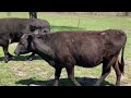 Sparkle Robs Milk while Mr. Bull is a show off