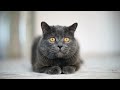 Is Your Cat SECRETLY Stressed? Signs You NEED to Know!