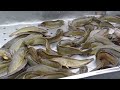 Giá Cá Trê vàng rặc tiếp tục lên thu hoạch cá nuôi vèo ở kênh 2 châu phú
