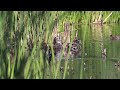 Sweetwater Wetlands, Tucson, AZ