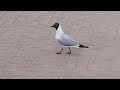 Piktais putns / A real angry bird