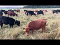 What 500,000+ lbs. of Stock Density Does to Weeds in Pasture