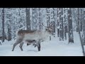 Finland 4K - Scenic Relaxation Film With Epic Cinematic Music - 4K Video UHD | Scenic World 4K