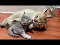 The kitten was bullied by her brother, let’s see how her mother avenges her.#cat #kitten #cutecat