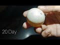 Incubator 1 দিনৰ পৰা 21 দিনলৈ থকা কণী/Egg Candling Using Mobile Phone //egg candling from day 1 to21