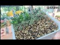 2024.06.17 웃자란 다육이 해결 방법, 다육이 번식 방법🌸💕 How to solve succulents with tapered stems due to rapid growth