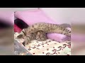 CLASSIC Dog and Cat Videos😛1 HOURS of FUNNY Clips🐶